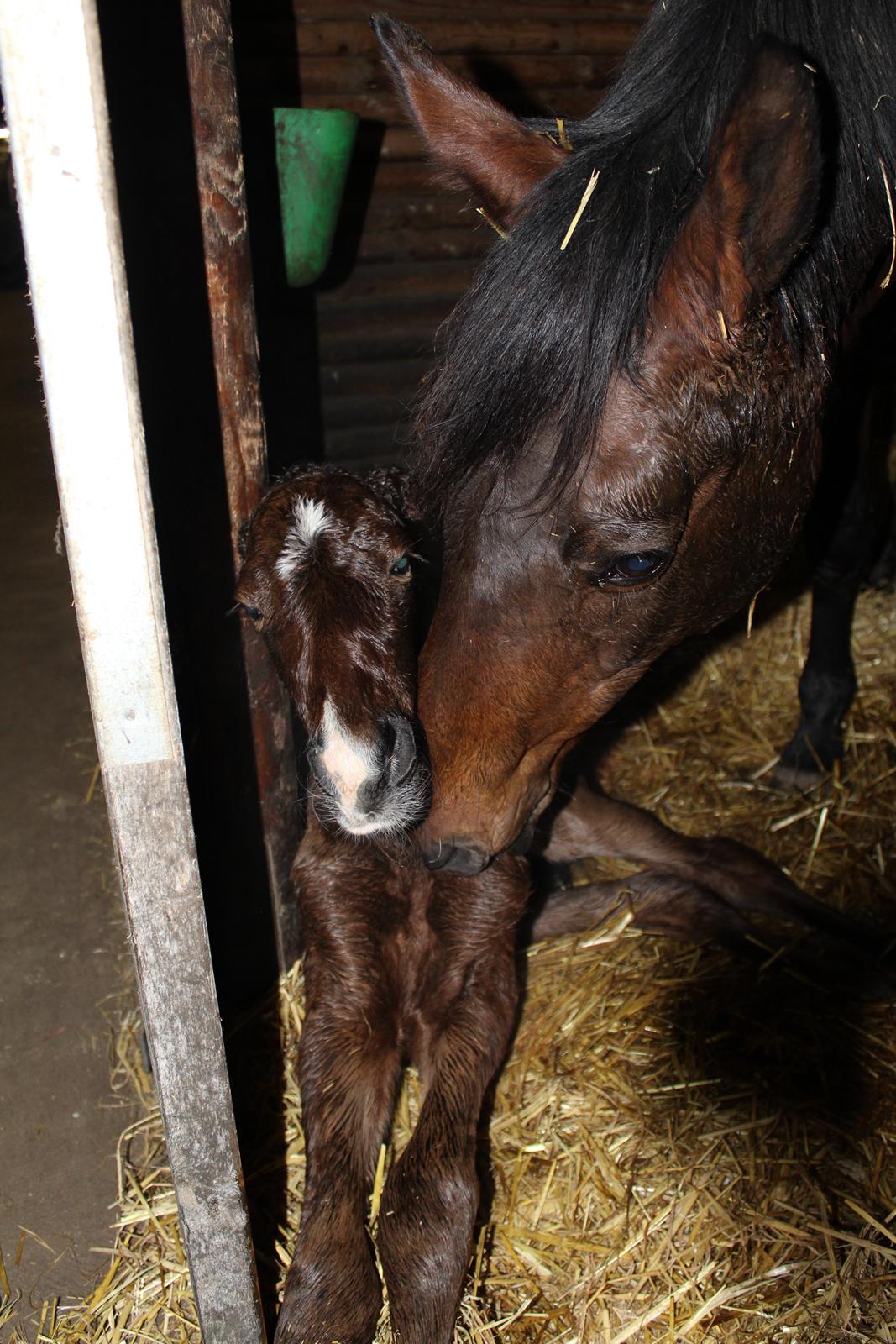 Anden særlig race Nuit d'hiver Felix - Hej mor, jeg har sådan glædet mig til at se dig  billede 23
