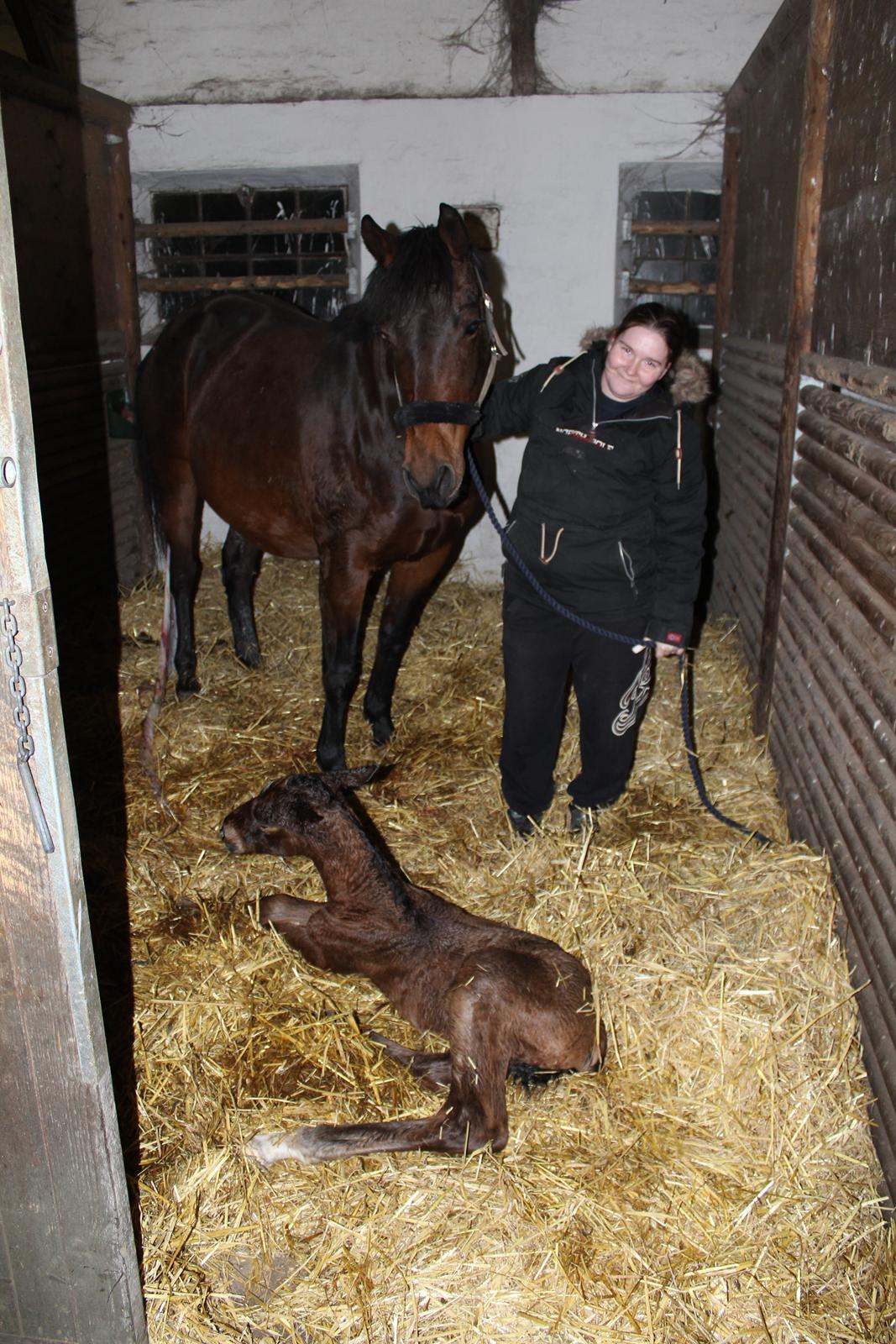 Anden særlig race Nuit d'hiver Felix billede 17