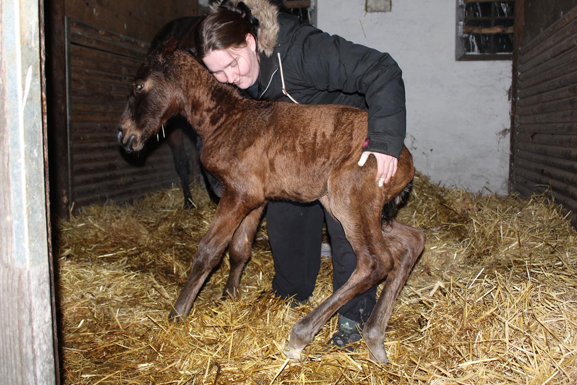 Anden særlig race Nuit d'hiver Felix - Får lige lidt hjælp til at holde balancen  billede 16