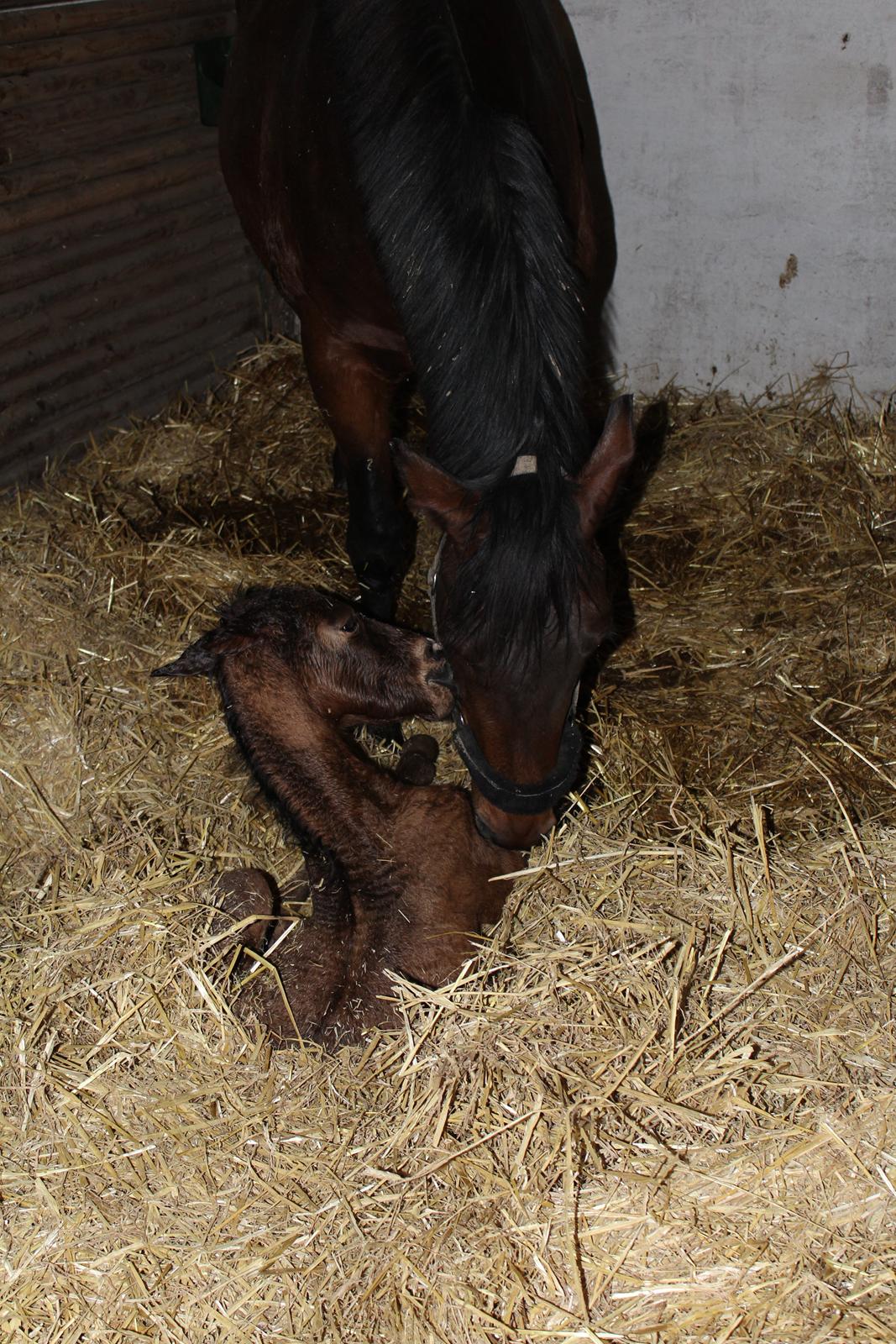 Anden særlig race Nuit d'hiver Felix billede 18