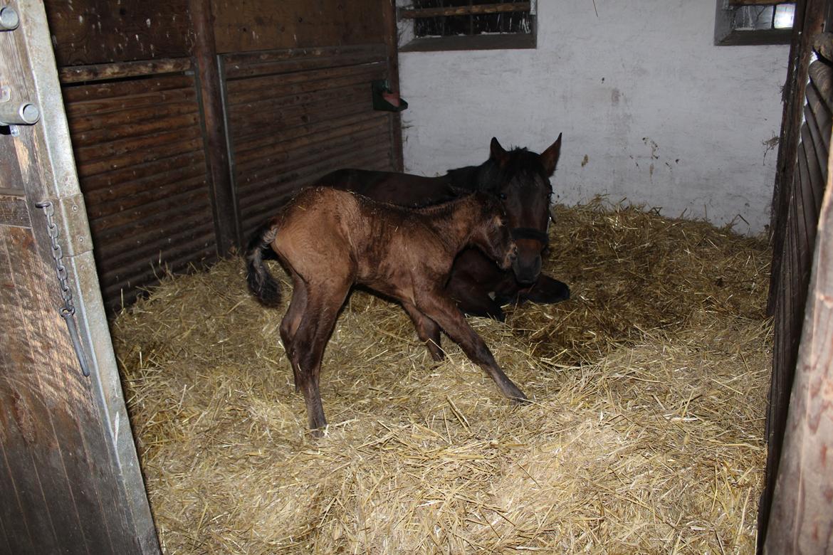 Anden særlig race Nuit d'hiver Felix billede 19