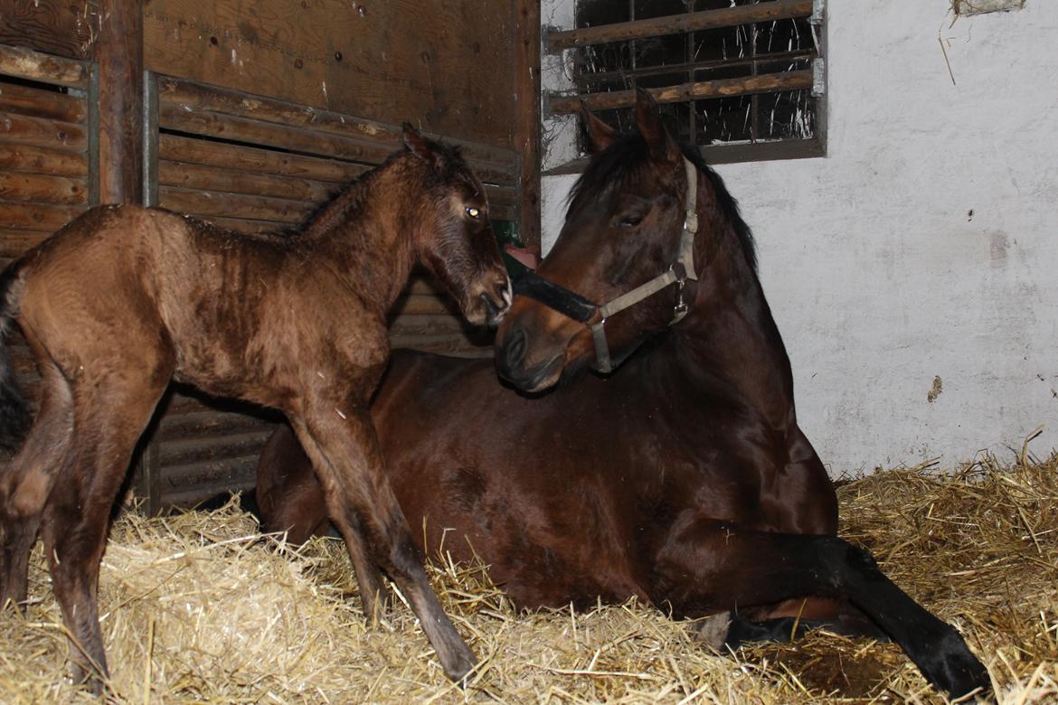 Anden særlig race Nuit d'hiver Felix billede 20