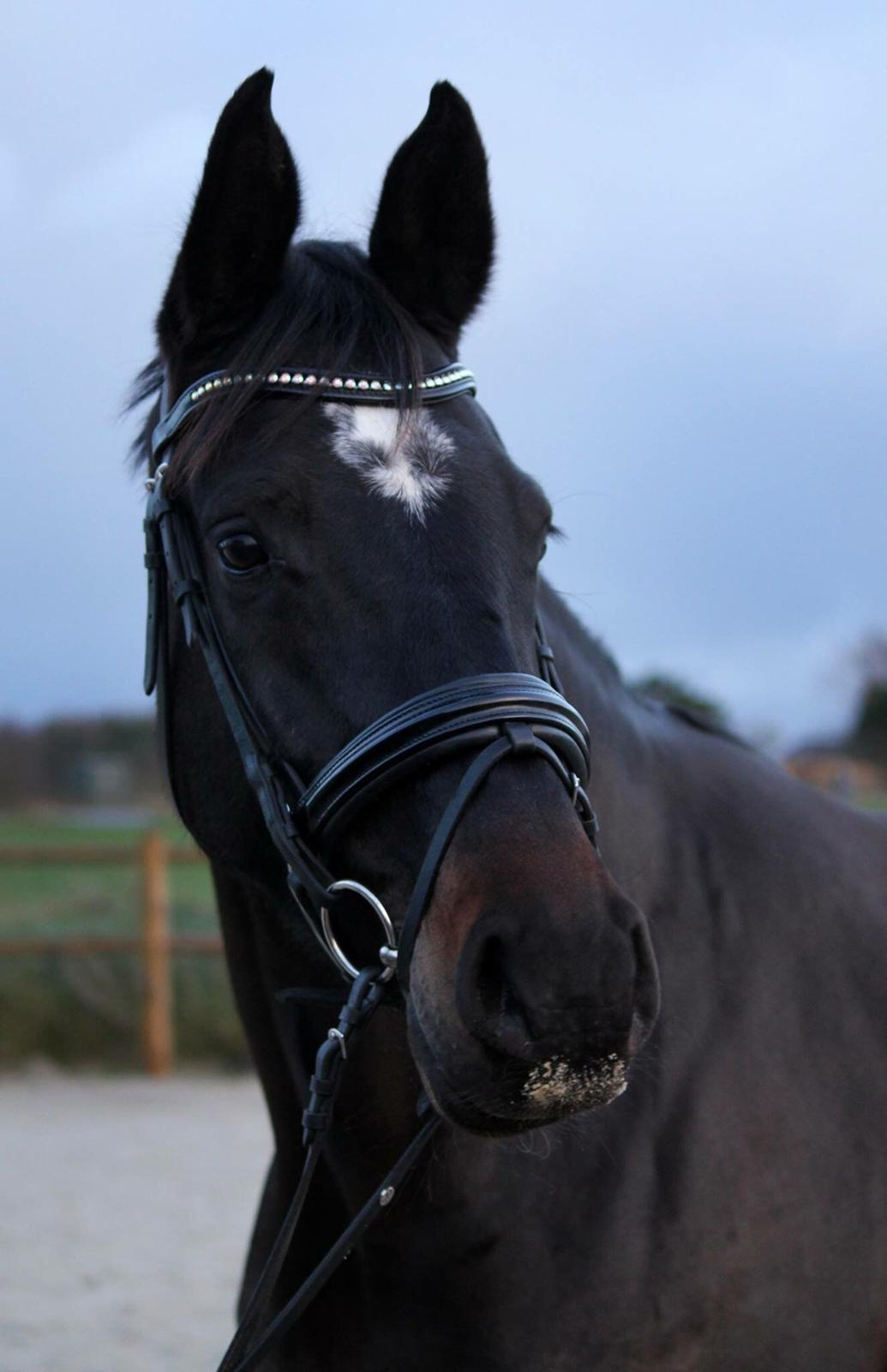 Dansk Varmblod Pinvigs Cha Cha billede 30