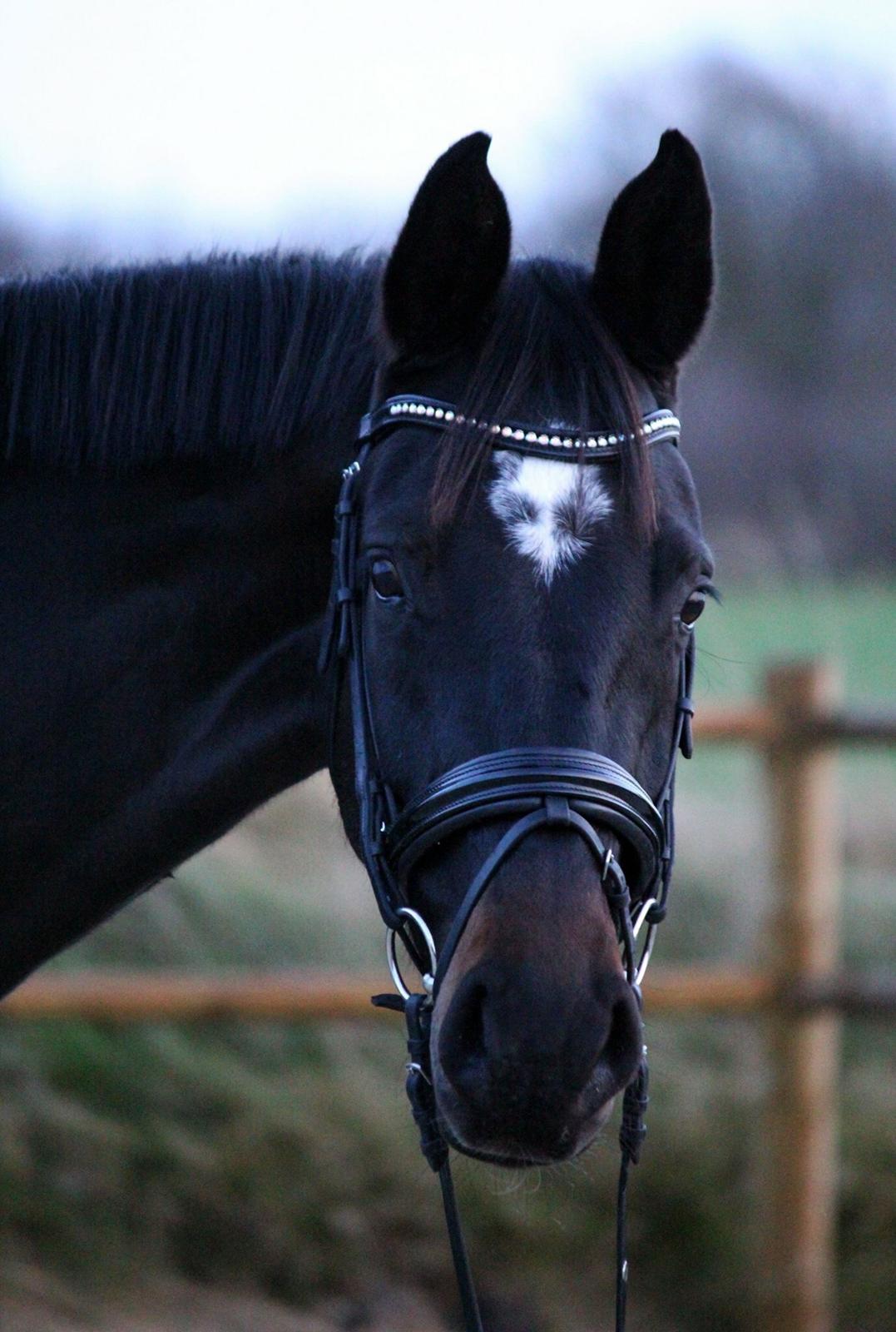 Dansk Varmblod Pinvigs Cha Cha billede 34