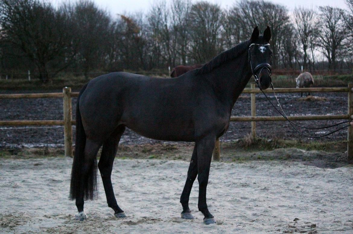 Dansk Varmblod Pinvigs Cha Cha billede 38