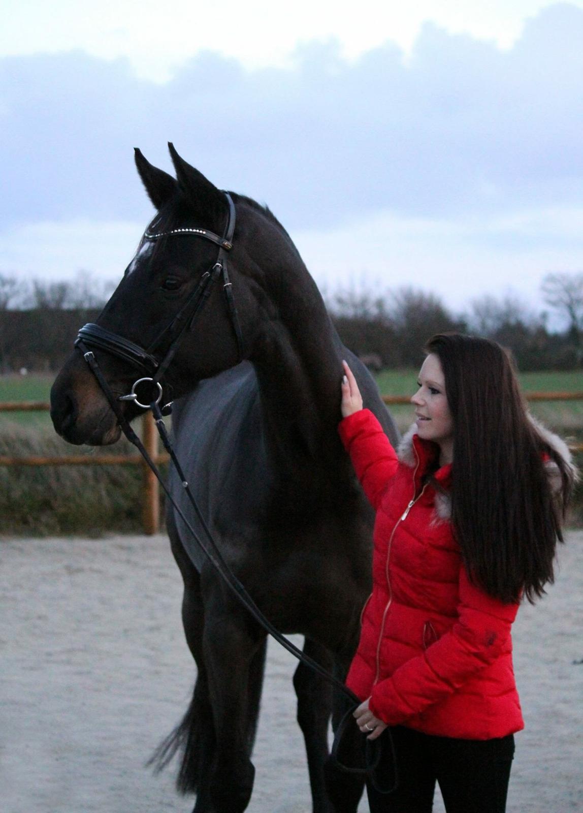 Dansk Varmblod Pinvigs Cha Cha billede 40