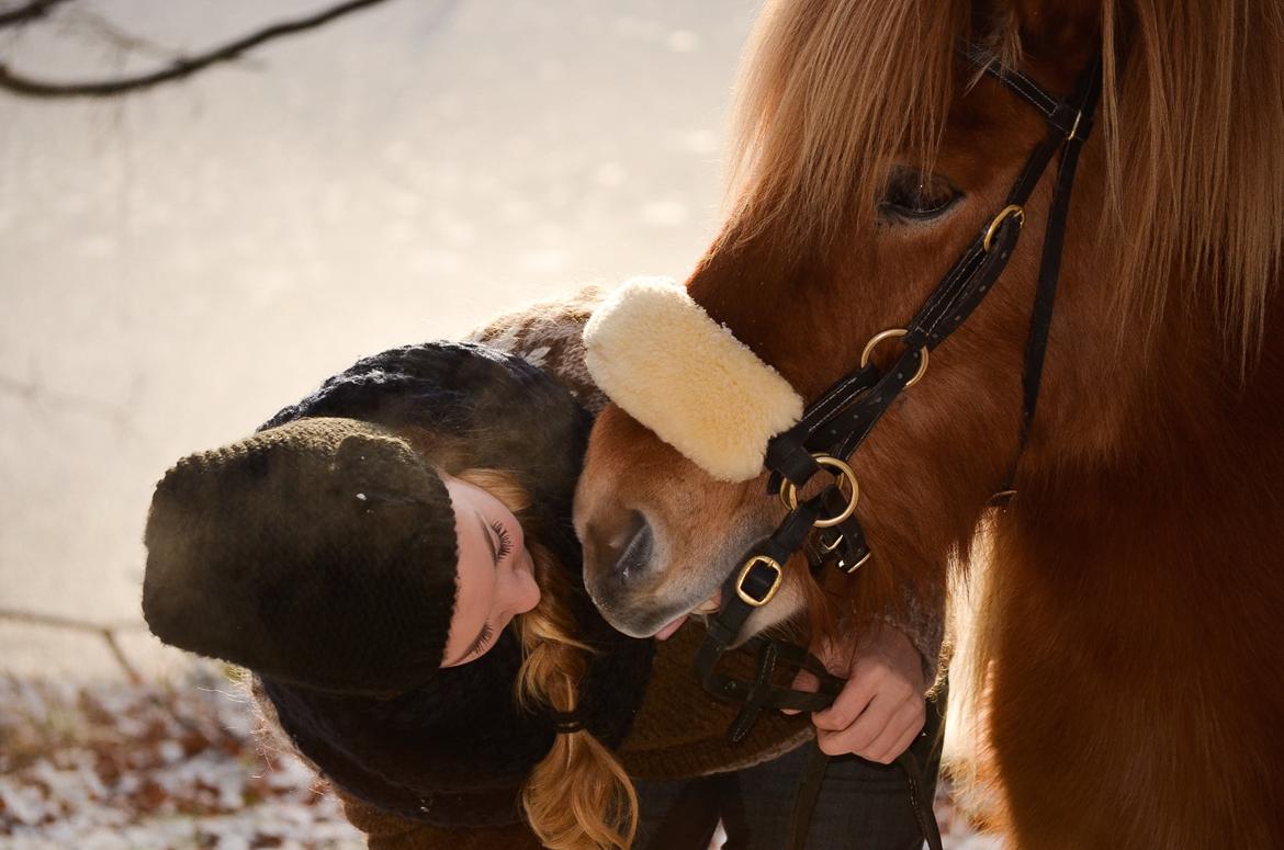 Islænder Gumi fra Faksemosen billede 9