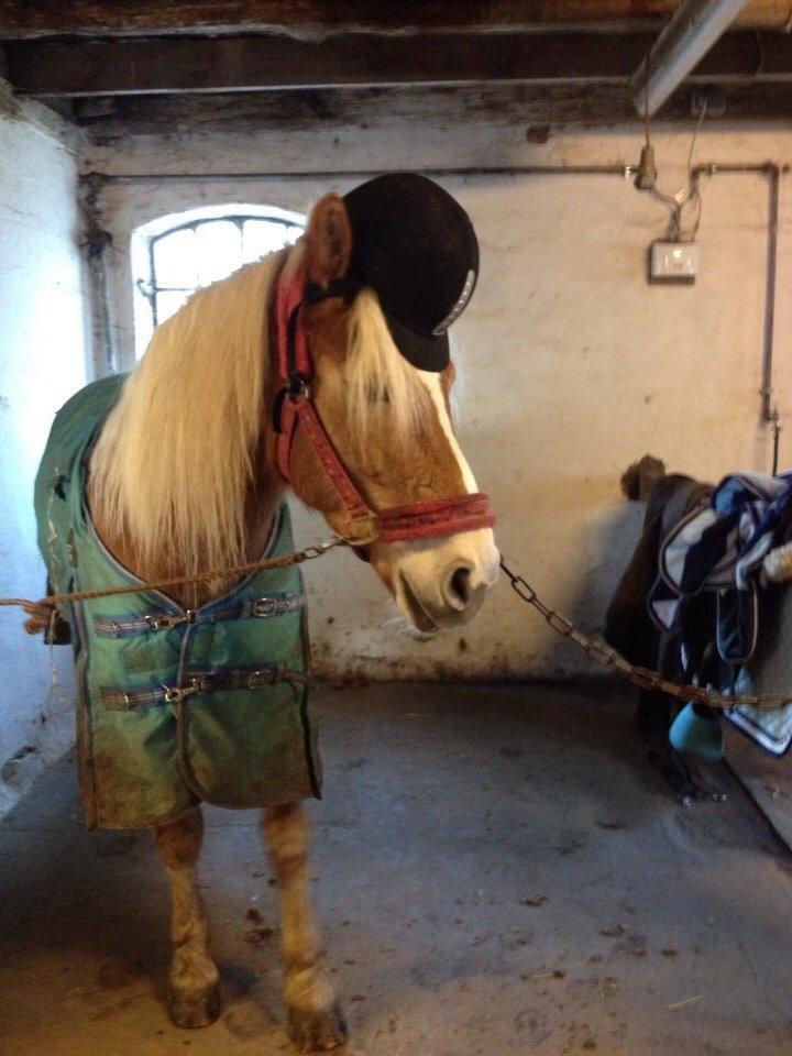 Haflinger ~ fiona ~ billede 10
