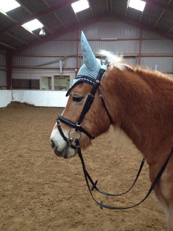 Haflinger ~ fiona ~ billede 12