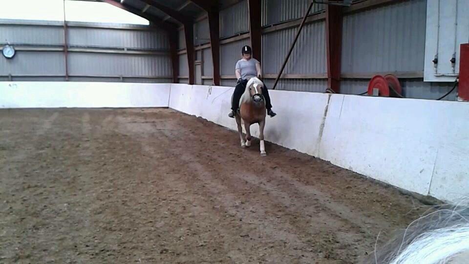 Haflinger ~ fiona ~ billede 14