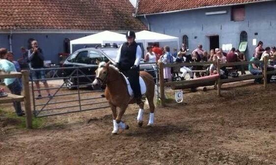 Haflinger ~ fiona ~ billede 15