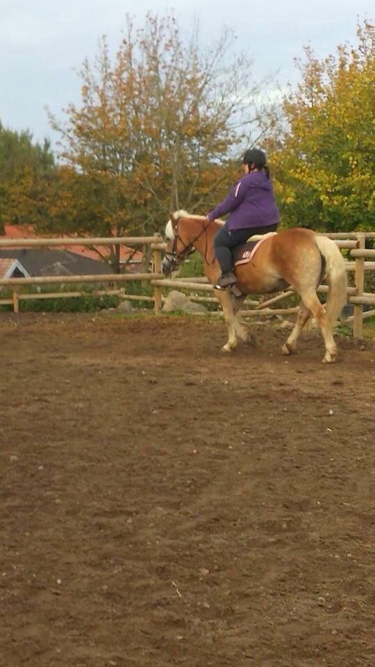 Haflinger ~ fiona ~ billede 16