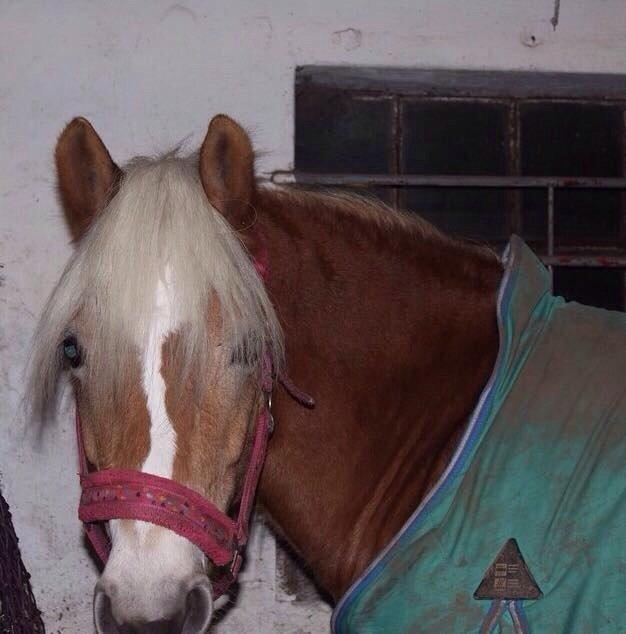 Haflinger ~ fiona ~ billede 17