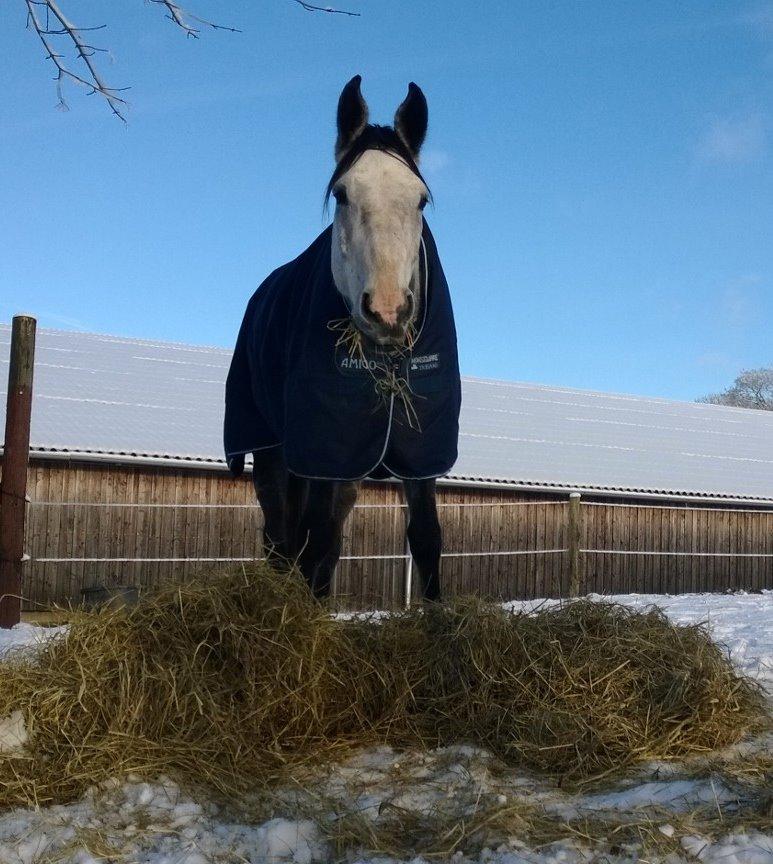 Dansk Varmblod Lotus Esprit W *SOLGT* - Vinter 2014-15 billede 26