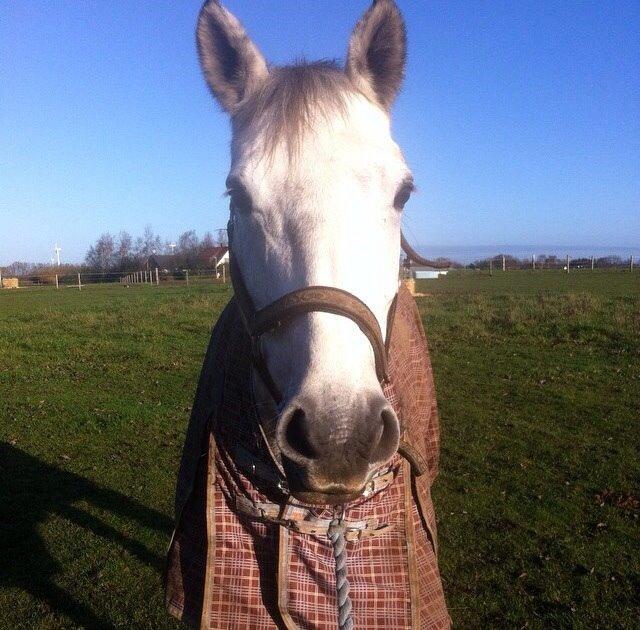 Dansk Varmblod Enegaardens Bijou (Solgt til Norge) billede 10