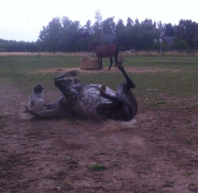 Dansk Varmblod Enegaardens Bijou (Solgt til Norge) billede 14