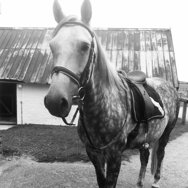Dansk Varmblod Enegaardens Bijou (Solgt til Norge) billede 13