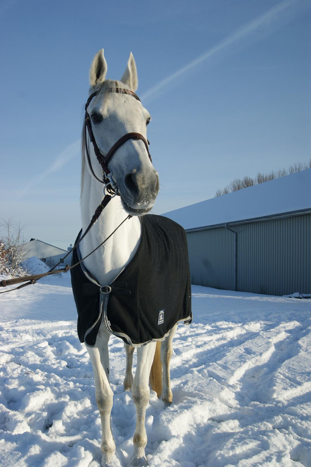 Anden særlig race Just My Luck (Lucky) - Vinter 2015 billede 35