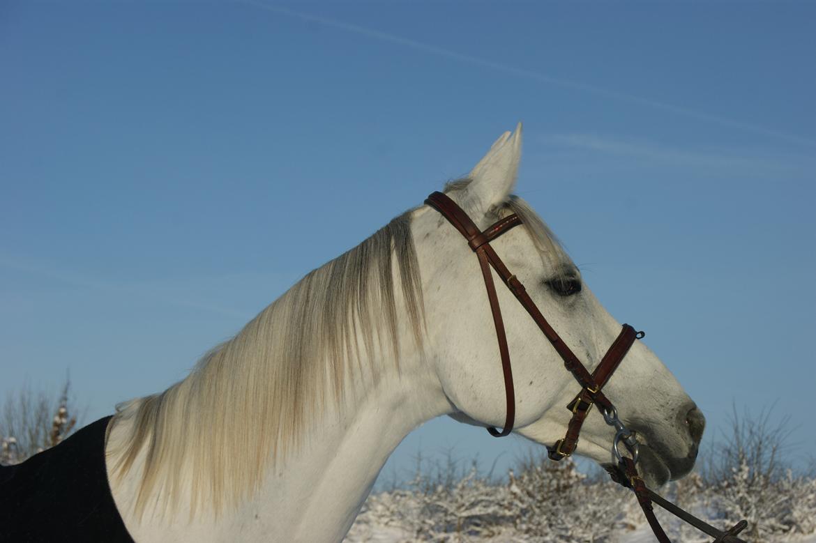 Anden særlig race Just My Luck (Lucky) - Vinter 2015 billede 36