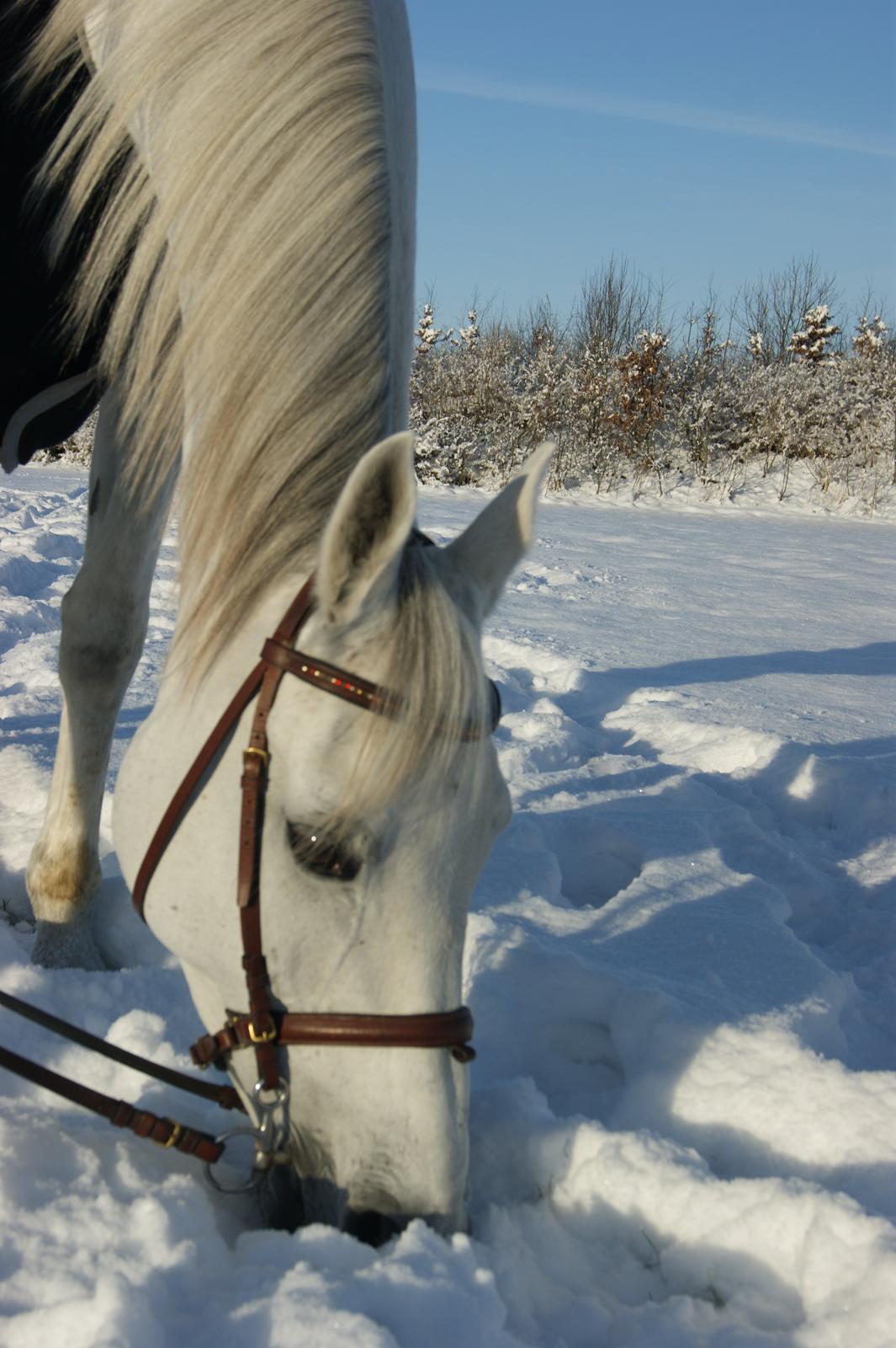 Anden særlig race Just My Luck (Lucky) - Vinter 2015 billede 37