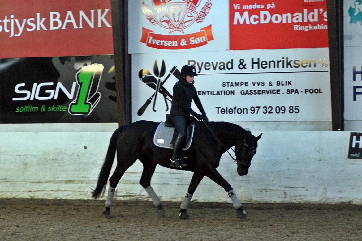 Dansk Varmblod Sandbæk's Zackoline - Der traves af, stjerne hest, der går ned og giver efter :) Baun Photo billede 14