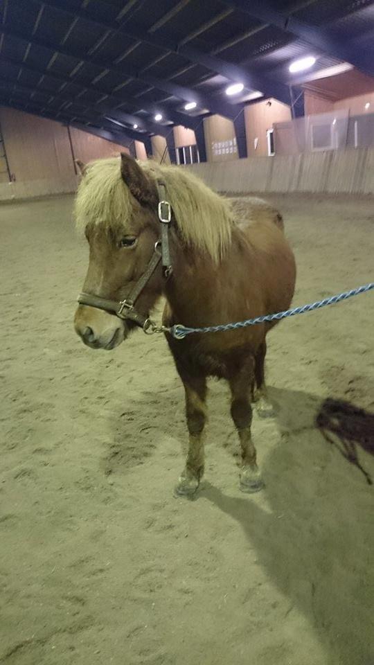 Islænder Aron fra Lindegården billede 1