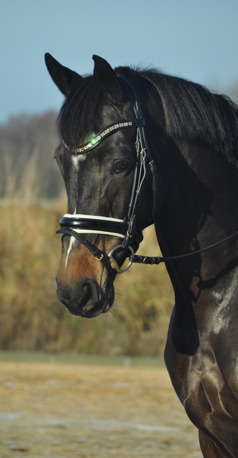 Dansk Varmblod Stenholt Amilla - Smukkeste Mille <3 billede 6