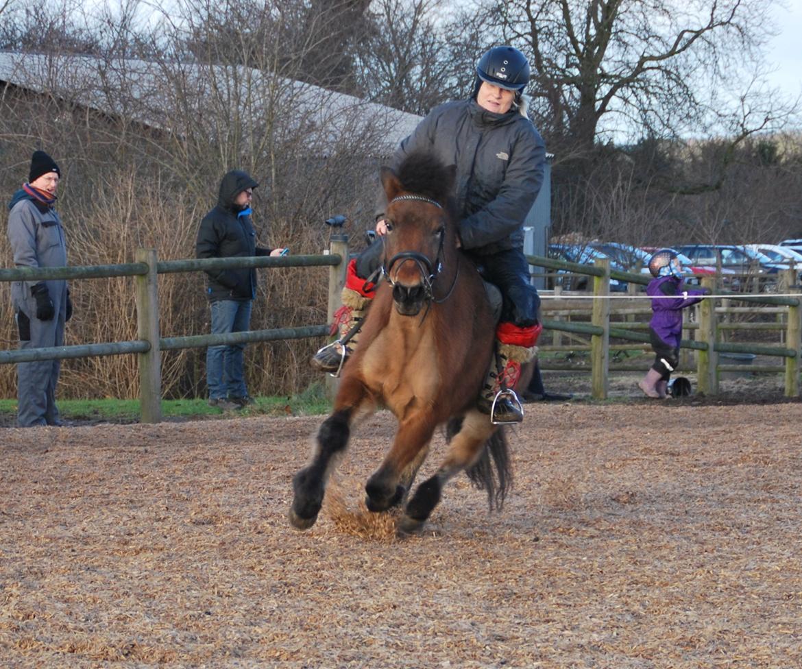 Islænder Pyrniros fra præstemosevang billede 12