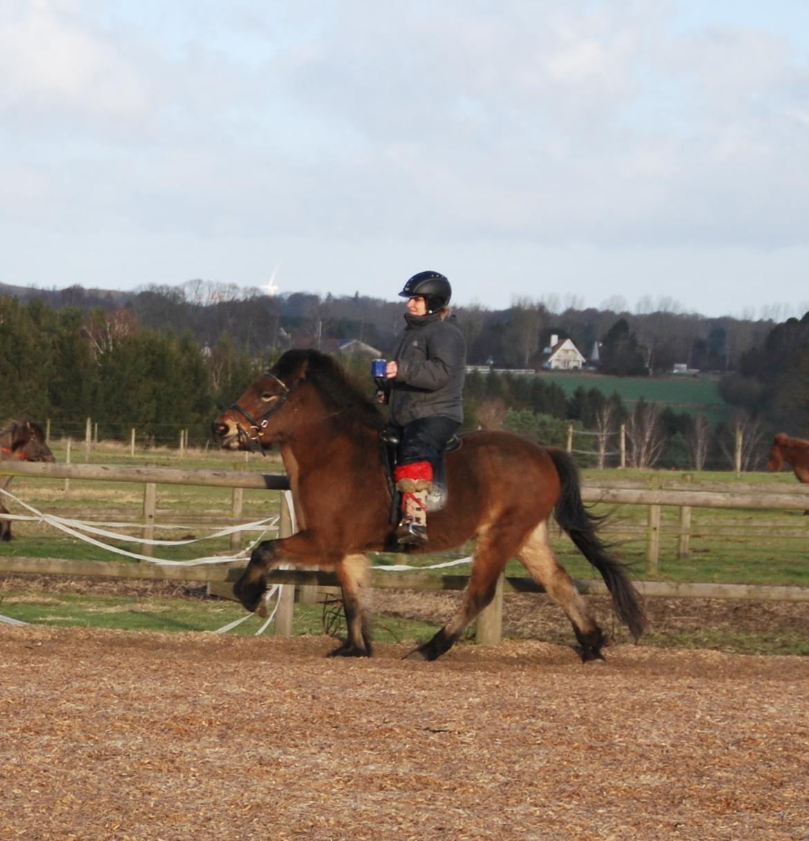 Islænder Pyrniros fra præstemosevang billede 1