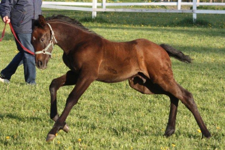 Dansk Varmblod Lanton Danheat billede 16