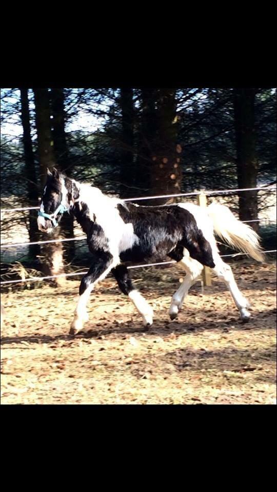 Barockpinto Diablo fan'e frumølle --- SOLGT --- billede 14