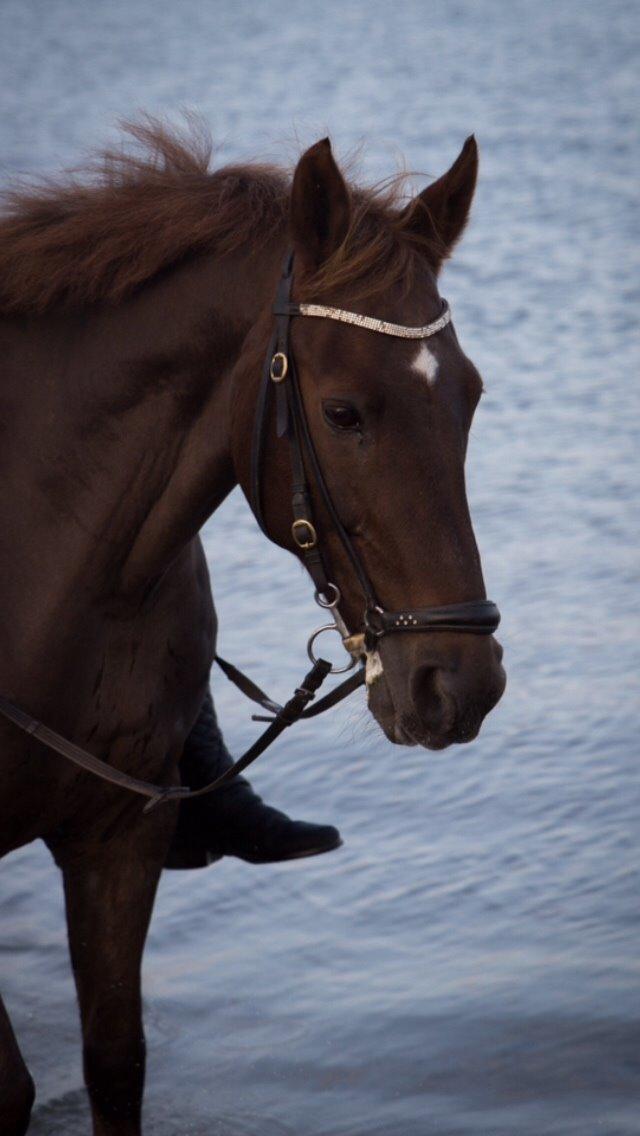 Anden særlig race Max billede 13