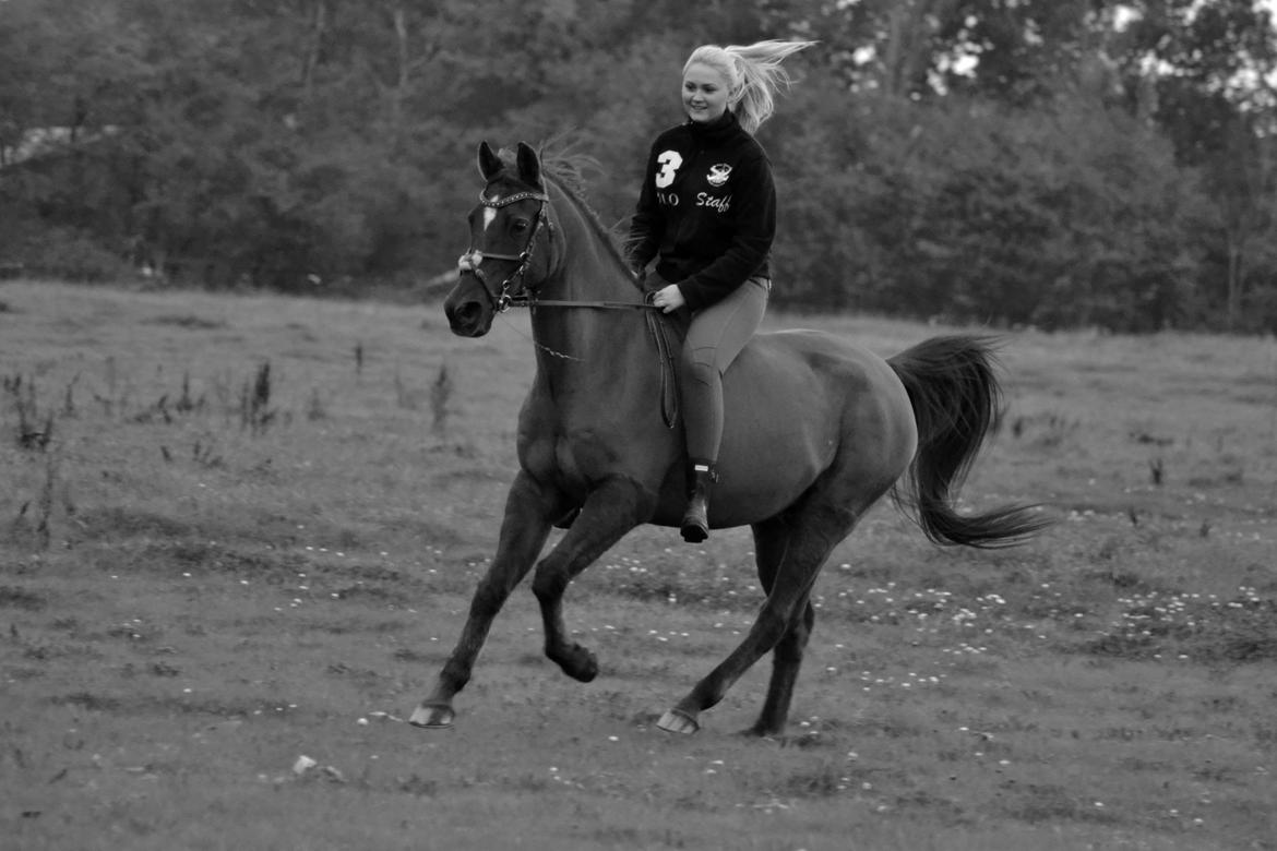 Sportsaraber (A) kashmir billede 3