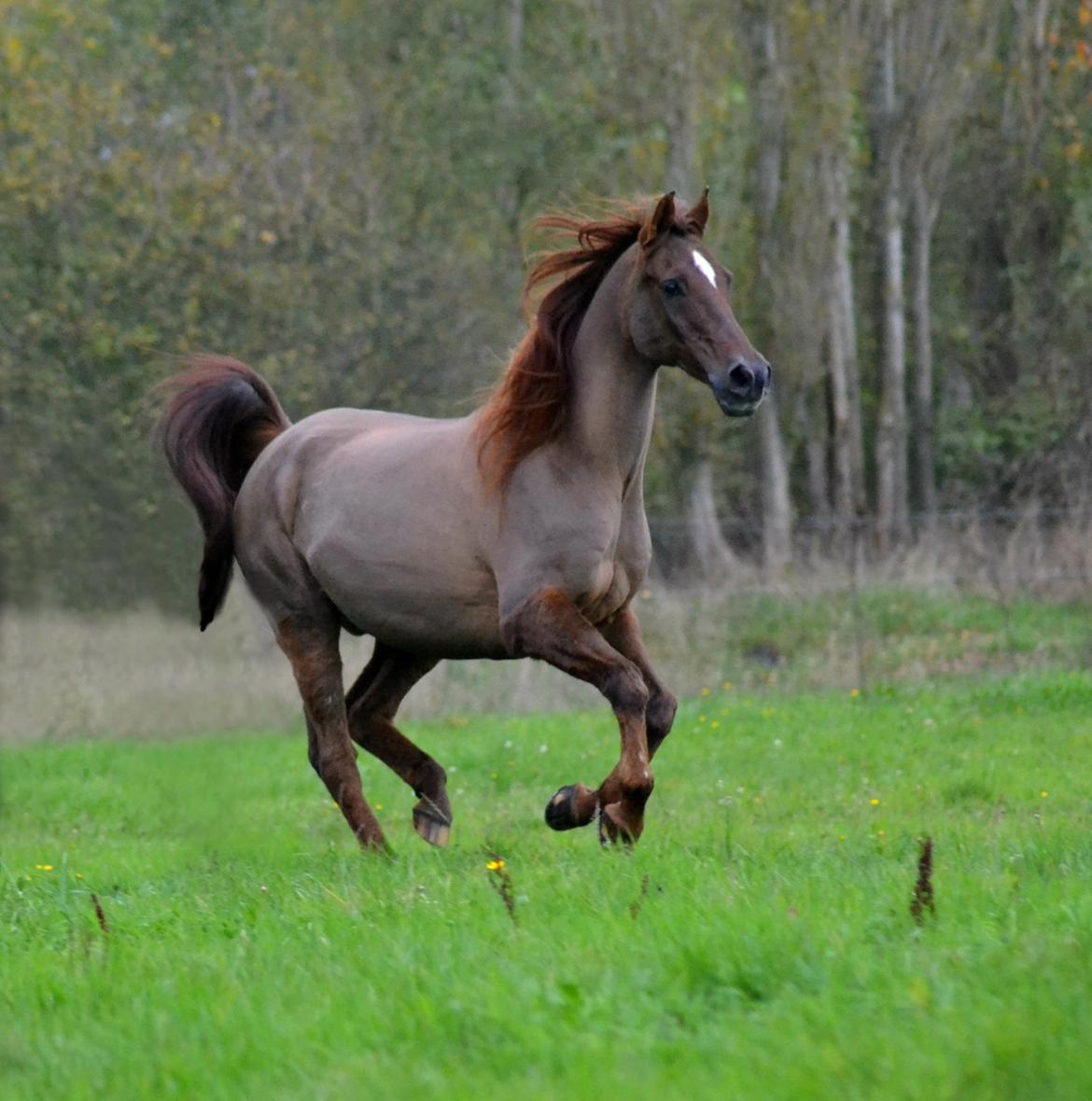 Sportsaraber (A) kashmir billede 4