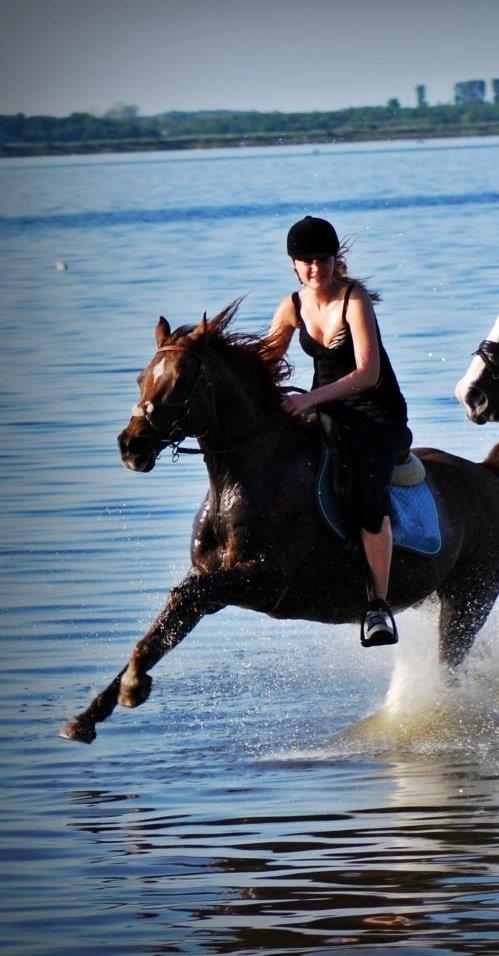 Sportsaraber (A) kashmir billede 9