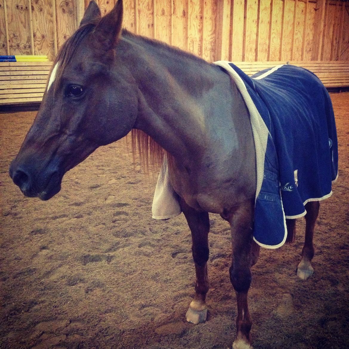 Sportsaraber (A) kashmir billede 8