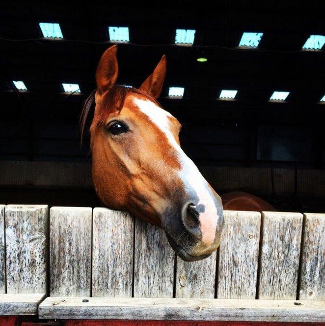 Anglo Araber (AA) R-Tex Pebbles Oscar billede 1