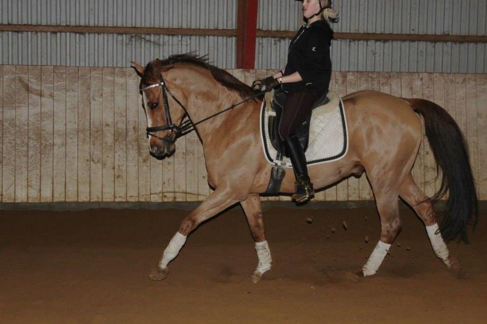 Anglo Araber (AA) R-Tex Pebbles Oscar billede 3