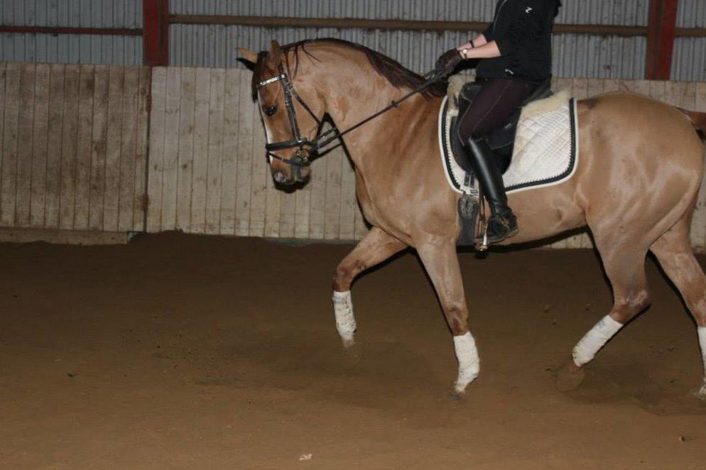 Anglo Araber (AA) R-Tex Pebbles Oscar billede 6