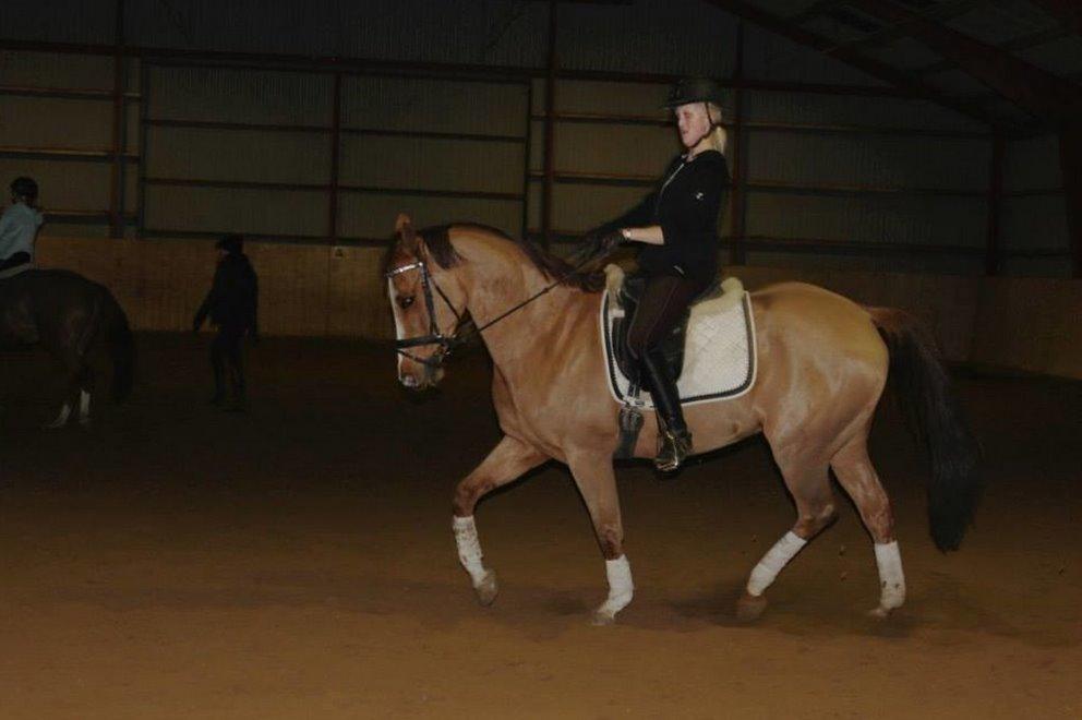 Anglo Araber (AA) R-Tex Pebbles Oscar billede 5