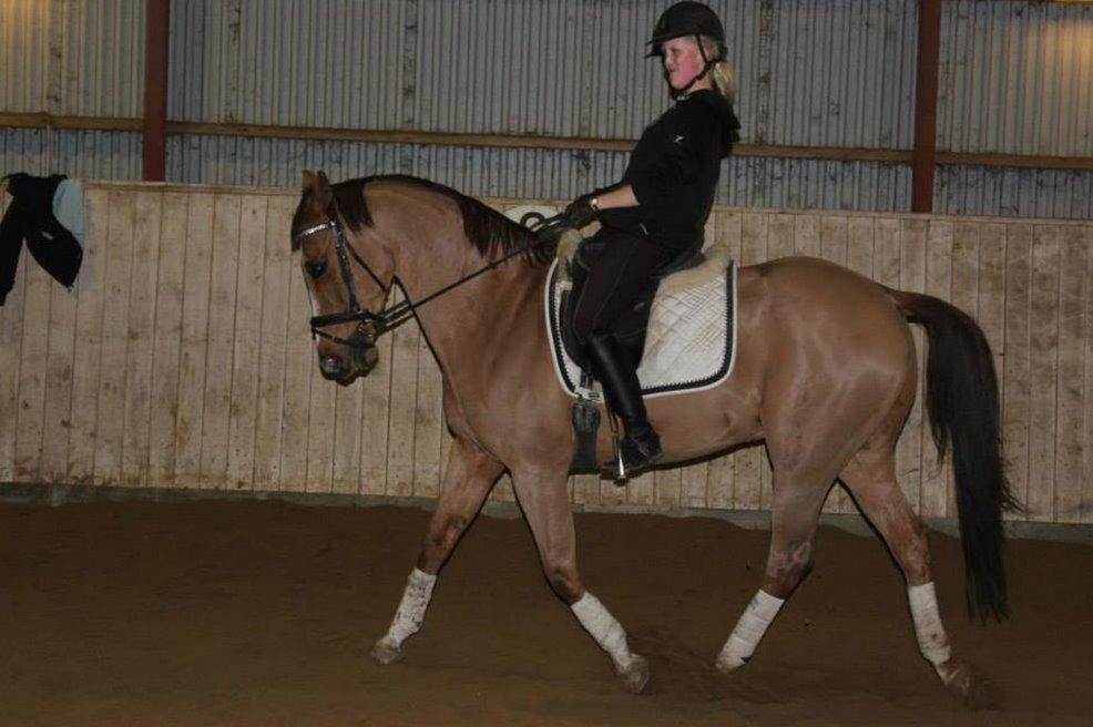 Anglo Araber (AA) R-Tex Pebbles Oscar billede 2