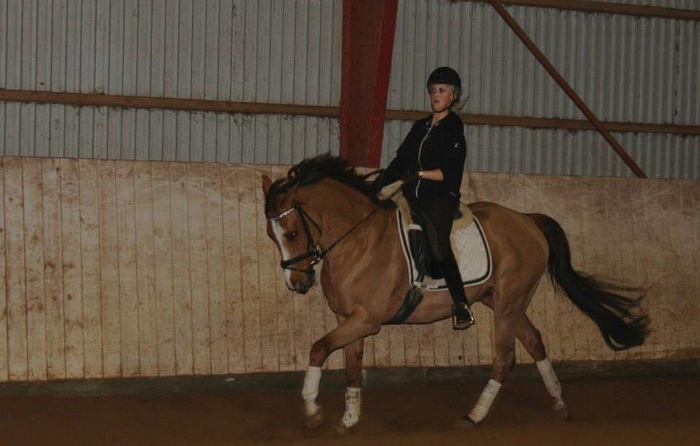 Anglo Araber (AA) R-Tex Pebbles Oscar billede 9