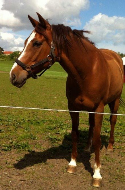 Anglo Araber (AA) R-Tex Pebbles Oscar billede 4