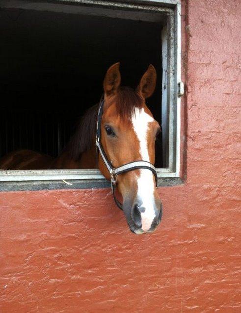 Anglo Araber (AA) R-Tex Pebbles Oscar billede 12