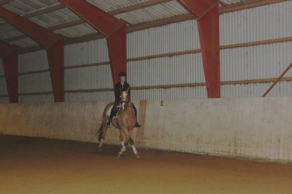 Anglo Araber (AA) R-Tex Pebbles Oscar billede 15