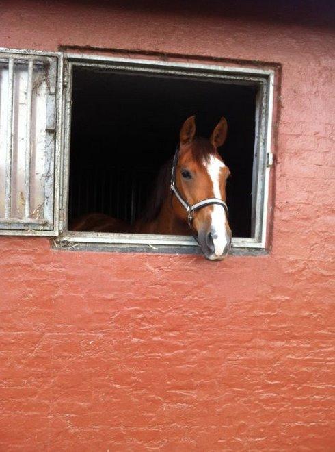 Anglo Araber (AA) R-Tex Pebbles Oscar billede 16