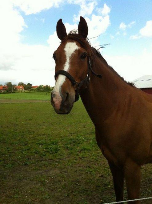 Anglo Araber (AA) R-Tex Pebbles Oscar billede 18