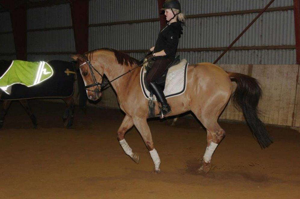 Anglo Araber (AA) R-Tex Pebbles Oscar billede 17