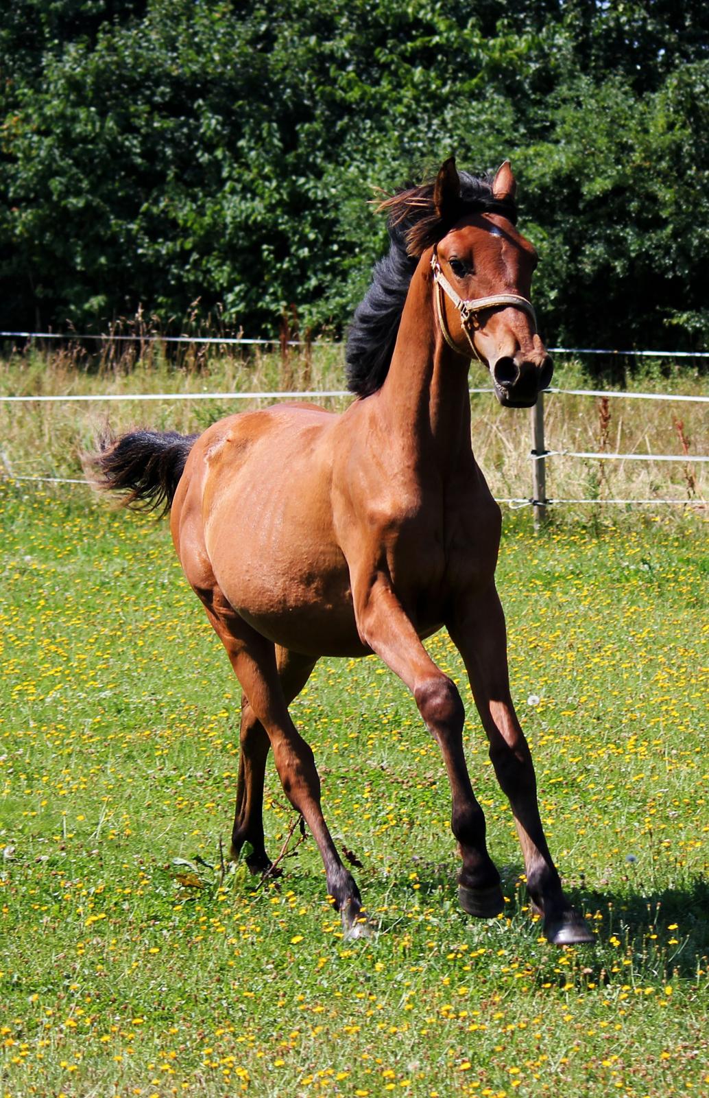 Dansk Varmblod Angel of music (SOLGT) *For evigt elsket <3* - Billede fra sommers :) billede 29