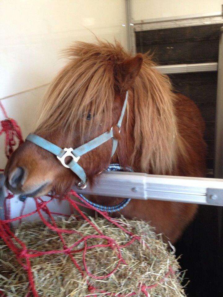 Shetlænder Bølle <3 billede 4